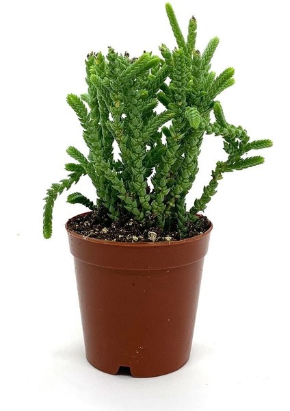 Kampanyalı Prenses Çamı Sukulent fiyatları