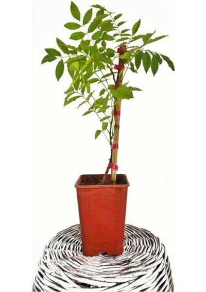 Mor Salkım Fidanı 40-50 cm (Tüplü Yeşil Yapraklı Köklü)
