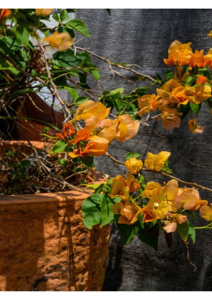 Çok Satan Turuncu Begonvil Sarmaşığı (80-100CM) 1 Adet Saksılı/ Tüplü Çiçekli Bitki Bougainvillea fırsatları