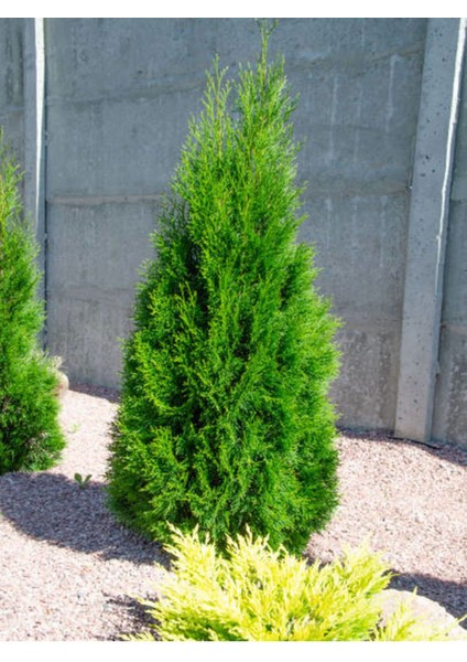 Favori Ürün En Favori Leylandi Fidanı (40 60 Cm) 1 Adet Tüplü Saksılı Dış Mekan Bitkisi Cupressus