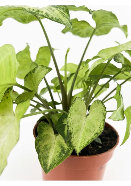 Çok Avantajlı Melek Kanadı Sarmaşık (50 60 Cm)1 Adet Saksılı Dış Mekan Bitkisi Syngonium Podophyllum