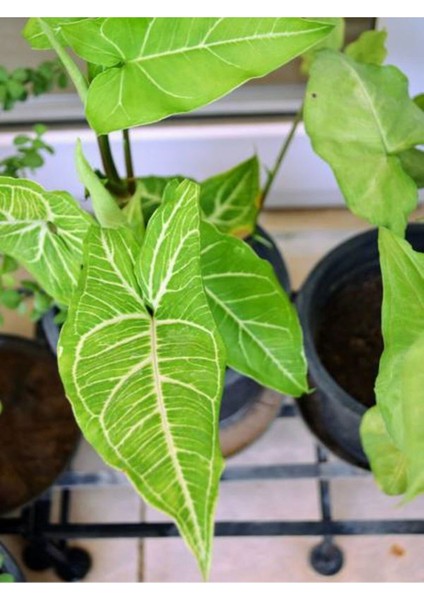 Çok Avantajlı Melek Kanadı Sarmaşık (50 60 Cm)1 Adet Saksılı Dış Mekan Bitkisi Syngonium Podophyllum fiyatları