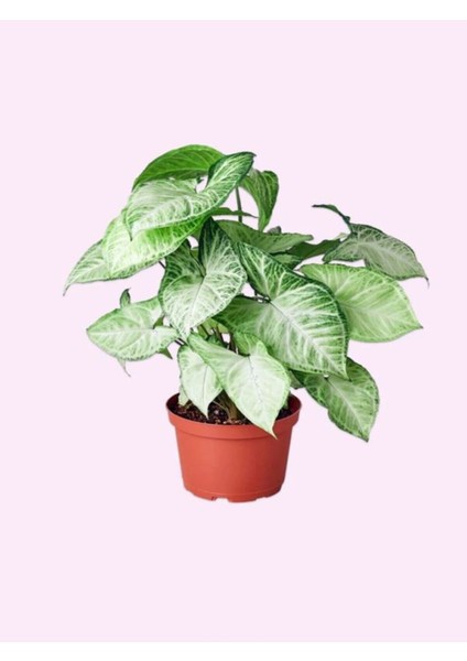 Çok Avantajlı Melek Kanadı Sarmaşık (50 60 Cm)1 Adet Saksılı Dış Mekan Bitkisi Syngonium Podophyllum modelleri