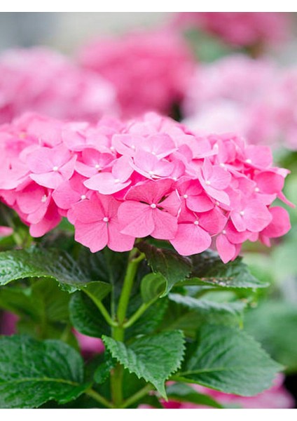 Çok Satan 1 Adet Pembe Ortanca Çiçeği Fidanı 30-40 cm Tüplü Çiçekli Bodur Bitkiler Hydrangea