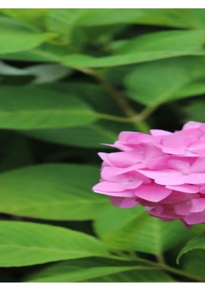 Çok Satan 1 Adet Pembe Ortanca Çiçeği Fidanı 30-40 cm Tüplü Çiçekli Bodur Bitkiler Hydrangea