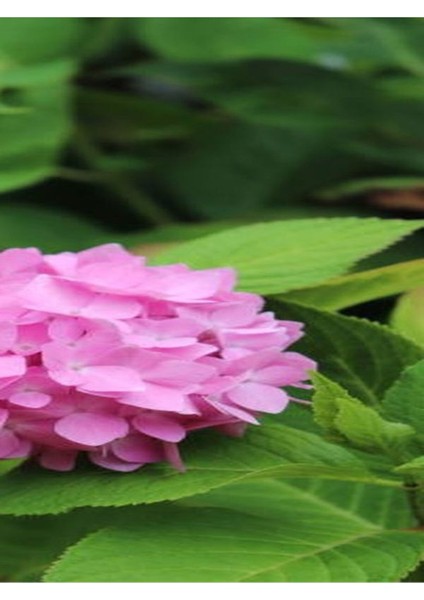 Çok Satan 1 Adet Pembe Ortanca Çiçeği Fidanı 30-40 cm Tüplü Çiçekli Bodur Bitkiler Hydrangea