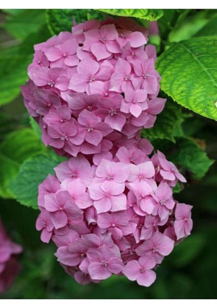 Çok Satan 1 Adet Pembe Ortanca Çiçeği Fidanı 30-40 cm Tüplü Çiçekli Bodur Bitkiler Hydrangea