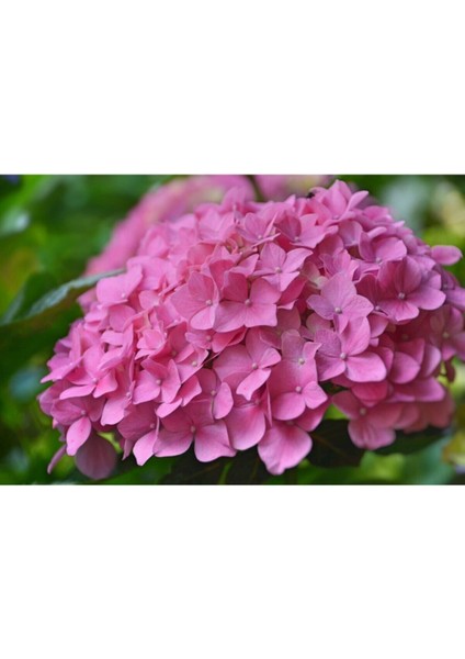 Çok Satan 1 Adet Pembe Ortanca Çiçeği Fidanı 30-40 cm Tüplü Çiçekli Bodur Bitkiler Hydrangea