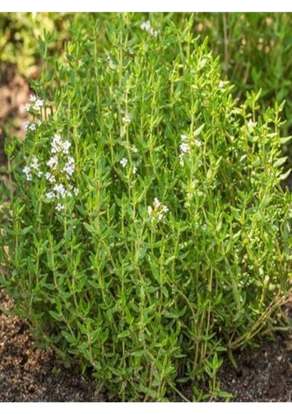 Çok Satan 1 Adet Mis Kokulu Kekik Çiçeği Fidanı 20-30 cm Tüplü Çiçekli Bodur Bitkiler Thyme