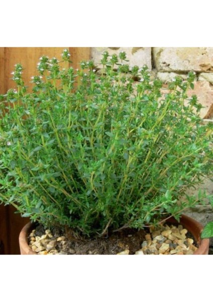 Çok Satan 1 Adet Mis Kokulu Kekik Çiçeği Fidanı 20-30 cm Tüplü Çiçekli Bodur Bitkiler Thyme