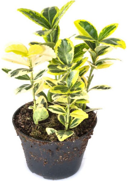 Favori Ürün Altuni Gold Taflan Doğal Çit (25 45 Cm)1 Adet Saksılı Dış Mekan Bitkisi Euonymus