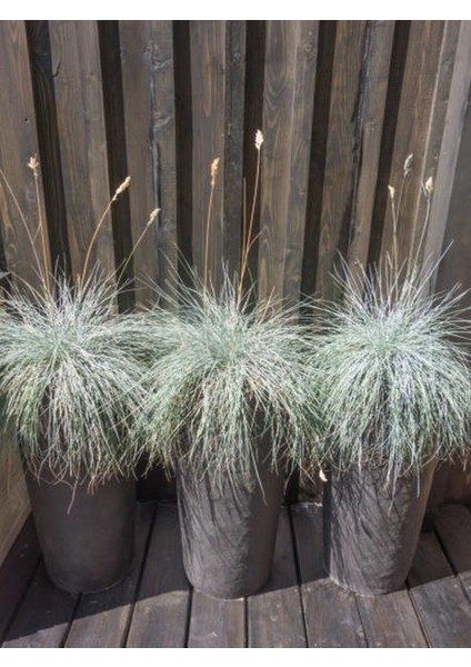 Favori Ürün Bahçe Dekoratifi Mavi Çim(10 30 Cm)3 Adet Saksılı Dış Mekan Bitkisi Blue Fescue