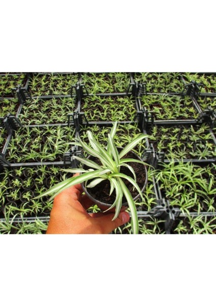 Kurdele Çiçeği 20 Adet - Ofis Salon Bitkisi