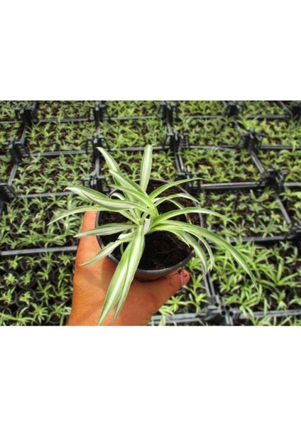 Kurdele Çiçeği 20 Adet - Ofis Salon Bitkisi fiyatları