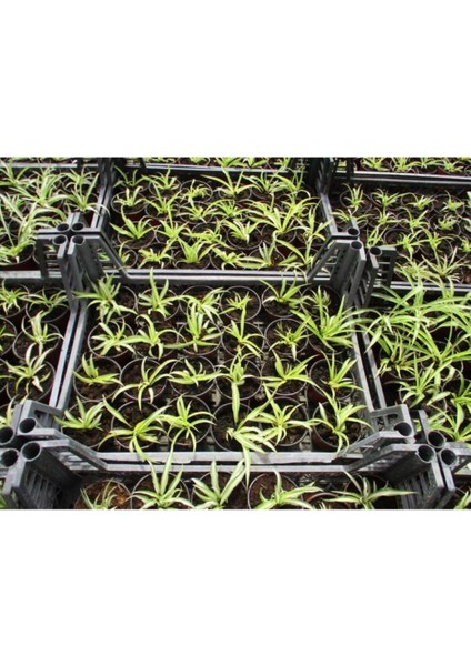 Kurdele Çiçeği 20 Adet - Ofis Salon Bitkisi modelleri