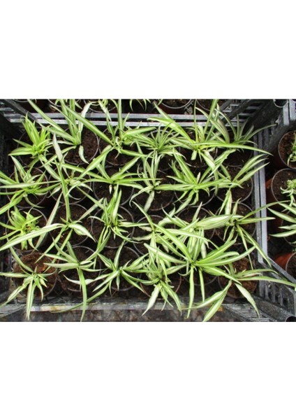 Kurdele Çiçeği 20 Adet - Ofis Salon Bitkisi fırsatları