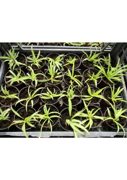 Kurdele Çiçeği 20 Adet - Ofis Salon Bitkisi indirimleri