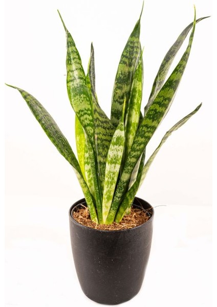 Dekoratif Yeşil Kılıç (Paşa Kılıcı) – Dolgun Formlu, 20-40CM, Iç Mekan Bitkisi