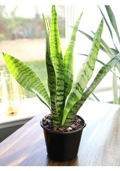 Dekoratif Yeşil Kılıç (Paşa Kılıcı) – Dolgun Formlu, 20-40CM, Iç Mekan Bitkisi fiyatları