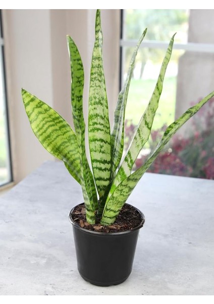 Dekoratif Yeşil Kılıç (Paşa Kılıcı) – Dolgun Formlu, 20-40CM, Iç Mekan Bitkisi modelleri