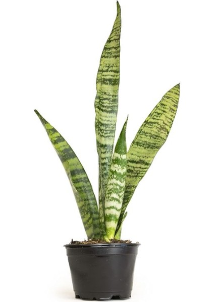 Dekoratif Yeşil Kılıç (Paşa Kılıcı) – Dolgun Formlu, 20-40CM, Iç Mekan Bitkisi fırsatları