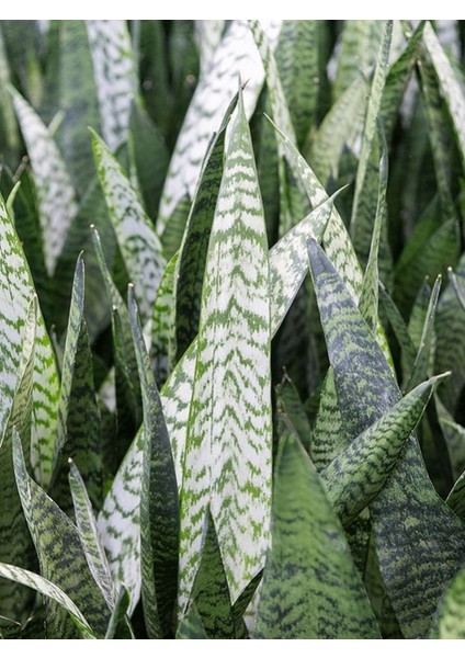 Dekoratif Yeşil Kılıç (Paşa Kılıcı) – Dolgun Formlu, 20-40CM, Iç Mekan Bitkisi indirimleri