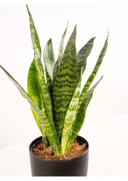 Dekoratif Yeşil Kılıç (Paşa Kılıcı) – Dolgun Formlu, 20-40CM, Iç Mekan Bitkisi