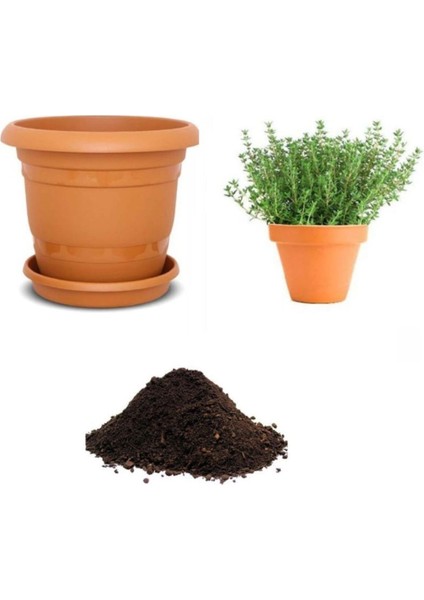 Aromatik Dağ Kekik Tohumu 10 Adet Ekim Seti