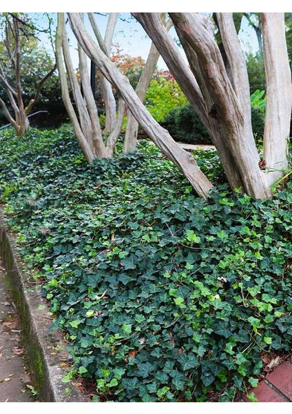 Saksıda Orman Sarmaşığı – 40-60 cm – Hedera Helix Yeşil Yapraklı
