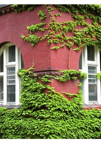 Saksıda Orman Sarmaşığı – 40-60 cm – Hedera Helix Yeşil Yapraklı