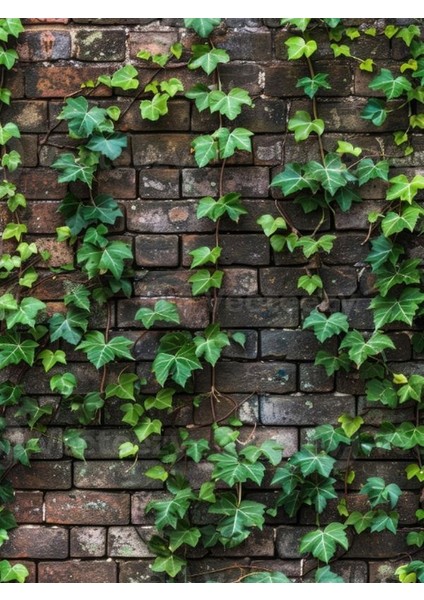 Saksıda Orman Sarmaşığı – 40-60 cm – Hedera Helix Yeşil Yapraklı