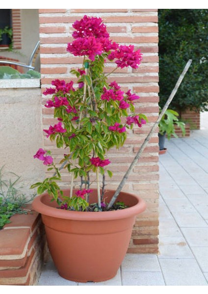 Çok Satan Pembe Begonvil (50 70 Cm)1 Adet Saksılı/ Tüplü Çiçekli Bitki Bougainvillea