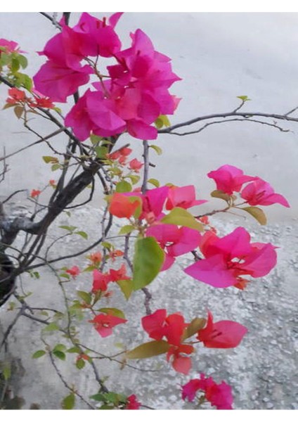 Çok Satan Pembe Begonvil (50 70 Cm)1 Adet Saksılı/ Tüplü Çiçekli Bitki Bougainvillea modelleri