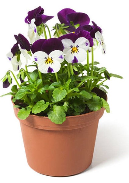 Çok Satan Hercail Menekşe (5 15 Cm)10 Adet Saksılı/tüplü Çiçekli Iç Dış Mekan Bitkisi Viola Tricolor fiyatları