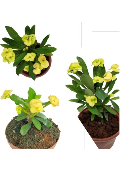 Çok Satan 1 Adet Altın Sarı Dikenler Tacı Çiçeği 5-15 cm Tüplü Çiçekli Bodur Bitkiler Euphorbia Milli fırsatları