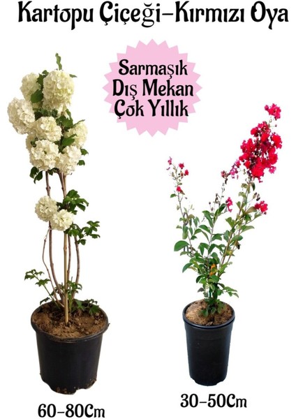 Çok Avantajlı Kartopu Çiçeği 1 Adet +Kırmızı Oya Ağacı 1 Adet Saksılı Bahçe Peyzaj Seti