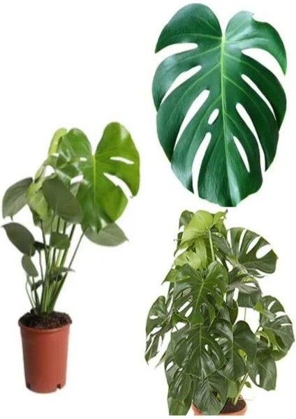 Çok Satan 1 Adet Bol Dallı Deve Tabanı Çiçeği 50-70 cm Saksılı Çiçekli Bodur Bitkiler Monstera