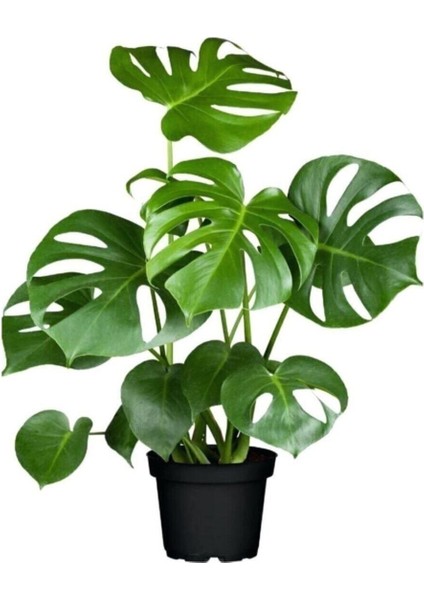 Çok Satan 1 Adet Bol Dallı Deve Tabanı Çiçeği 50-70 cm Saksılı Çiçekli Bodur Bitkiler Monstera fiyatları