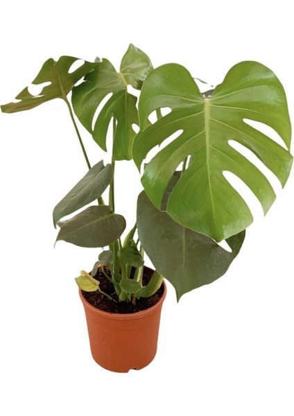 Çok Satan 1 Adet Bol Dallı Deve Tabanı Çiçeği 50-70 cm Saksılı Çiçekli Bodur Bitkiler Monstera modelleri