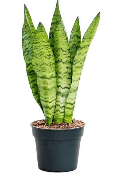 Canlı Paşa Kılıcı Bitkisi – Yeşil Kılıç (20-40 Cm) | Iç Mekanlara Doğallık Katın fırsatları