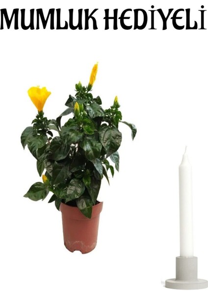 Çok Avantajlı Sevgililer Gününe Özel Sarı Renk Japon Gülü(Hibiscus Rosa) Mumluk Hediyeli