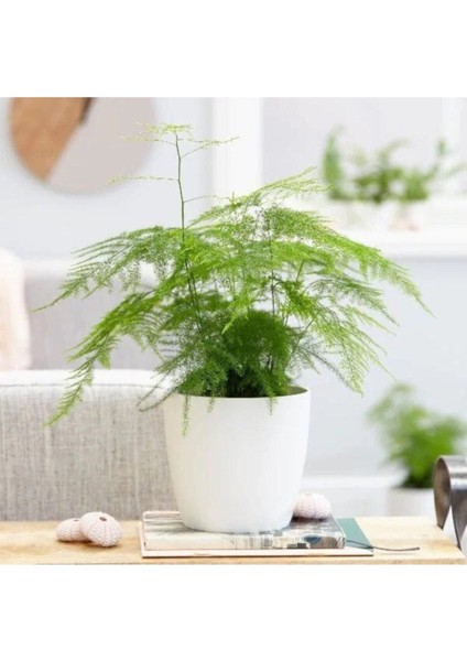 Çok Avantajlı Asparagus Salon Bitkisi