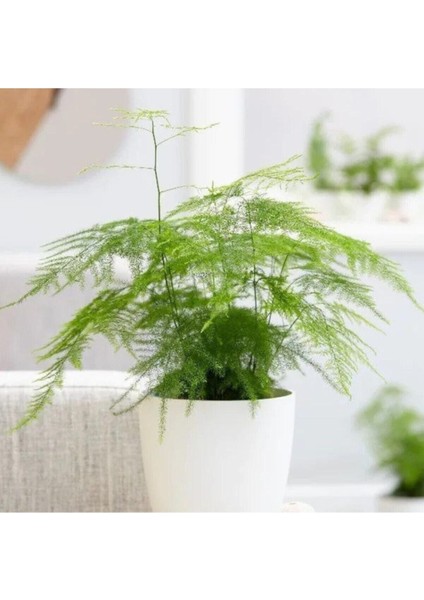 Çok Avantajlı Asparagus Salon Bitkisi fiyatları