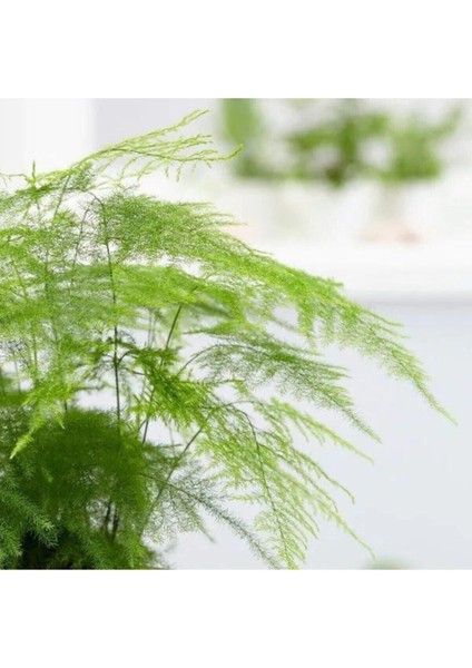 Çok Avantajlı Asparagus Salon Bitkisi modelleri