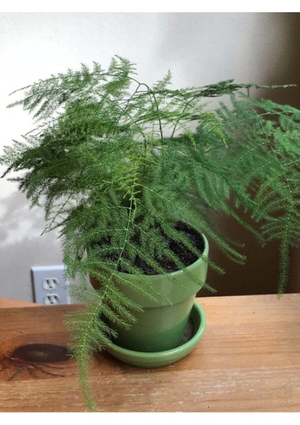 Çok Avantajlı Asparagus Salon Bitkisi fırsatları