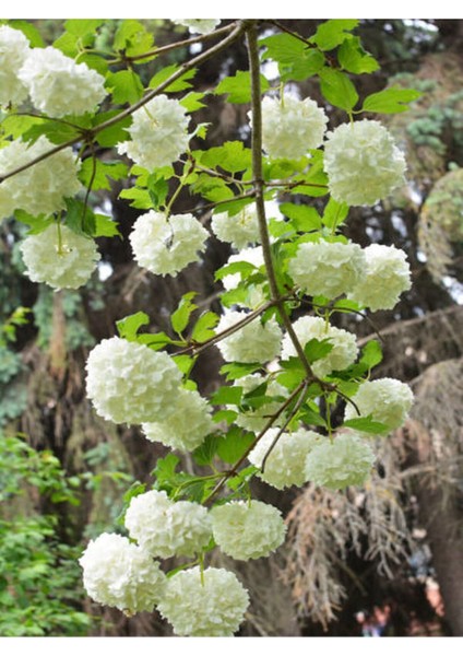 Çok Avantajlı Çınar Kartopu Çiçeği Beyaz Renkli (30 60 Cm)1 Adet Viburnum Plicatum