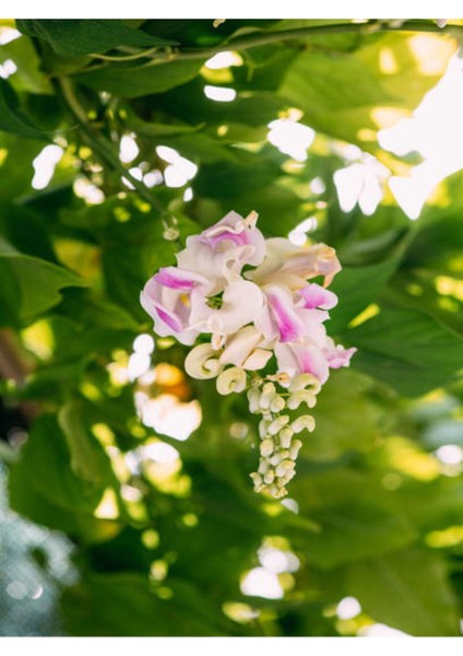 Çok Satan Selluka Izmir Sarmaşığı (45 75 Cm) 1 Adet Saksılı Dış Mekan Cochliasanthus Caracalla