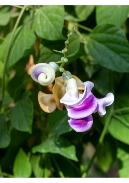 Çok Satan Selluka Izmir Sarmaşığı (45 75 Cm) 1 Adet Saksılı Dış Mekan Cochliasanthus Caracalla fiyatları