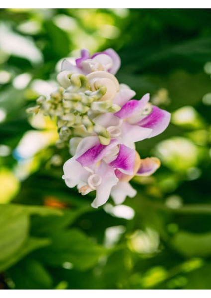 Çok Satan Selluka Izmir Sarmaşığı (45 75 Cm) 1 Adet Saksılı Dış Mekan Cochliasanthus Caracalla modelleri