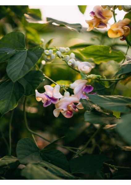 Çok Satan Selluka Izmir Sarmaşığı (45 75 Cm) 1 Adet Saksılı Dış Mekan Cochliasanthus Caracalla fırsatları